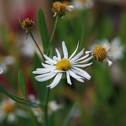 False Aster (Boltonia asteroides) 11 Boltonia asteroides - False Aster - 38 Plug Tray