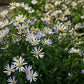 Boltonia asteroides - False Aster - 3" Pot