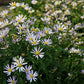 Boltonia asteroides - False Aster