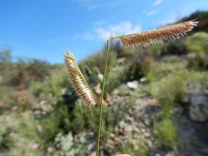 Bouteloua gracilis - Blue Grama