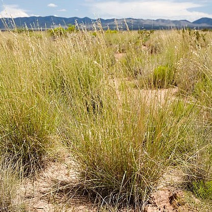 Bouteloua curtipendula - Side-oats Grama - 3" Pot