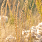 Bouteloua curtipendula - Side-oats Grama - 38 Plug Tray