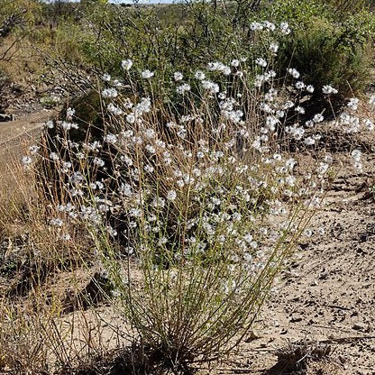 Brickellia eupatorioides - False Boneset - 3" Pot