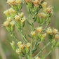 Brickellia eupatorioides - False Boneset - 38 Plug Tray