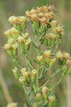 Brickellia eupatorioides - False Boneset