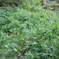 Bromus ciliatus - Fringed Brome - 38 Plug Tray