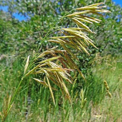 Bromus ciliatus - Fringed Brome - 38 Plug Tray