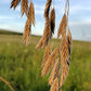 Bromus kalmii - "Prairie Brome Grass"