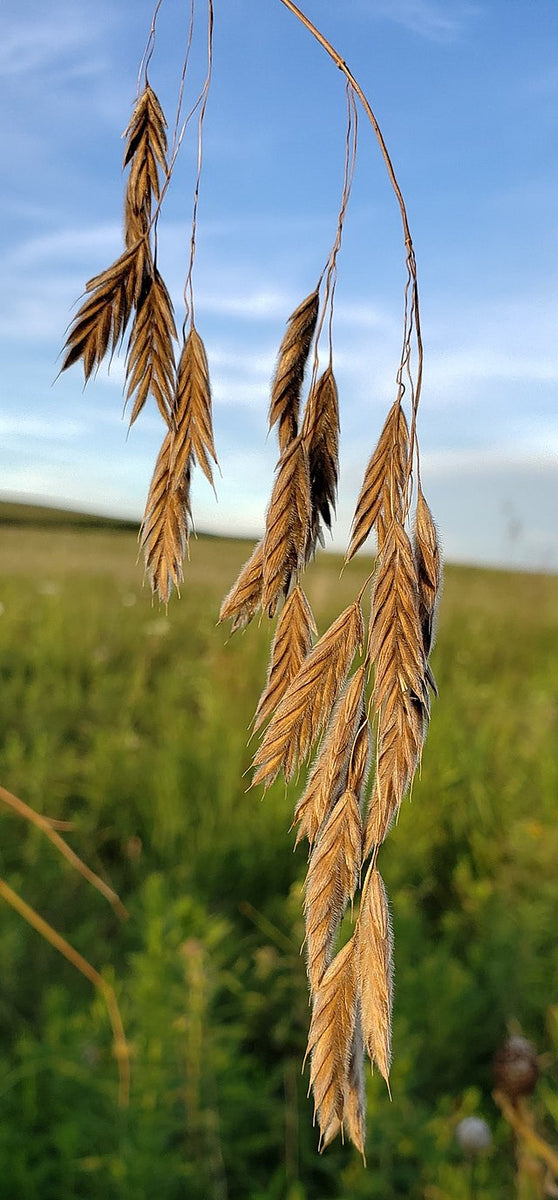 Bromus kalmii - 