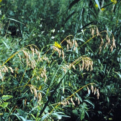 Bromus kalmii - "Prairie Brome Grass" - 38 Plug Tray