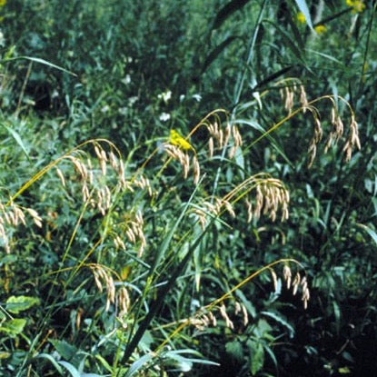 Bromus kalmii - "Prairie Brome Grass" - 3" Pot