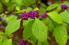 Callicarpa americana - American Beautyberry