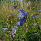 Campanula rotundifolia - Harebell
