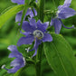 Campanula americana - Tall Bellflower
