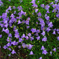 Campanula rotundifolia - Harebell - 3" Pot