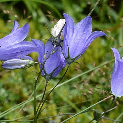 Campanula rotundifolia - Harebell - 3" Pot