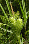Carex lupulina - Common Hop Sedge - 38 Plug Tray