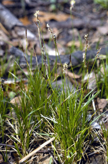 Carex pensylvanica - Pennsylvania Sedge - 38 Plug Tray