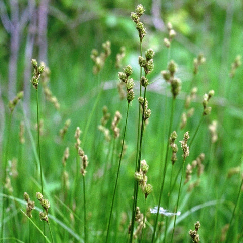 Carex bebbii - Bebb's Oval Sedge - 3" Pot