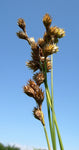 Carex bicknellii - Copper Shouldered Oval Sedge - 38 Plug Tray