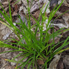 Carex blanda - Common Wood Sedge
