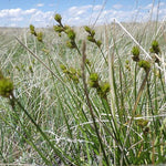 Carex brevior - Plain's Oval Sedge - 38 Plug Tray
