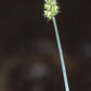 Carex cephalophora - Oval-leaf Sedge