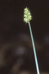 Carex cephalophora - Oval-leaf Sedge - 38 Plug Tray