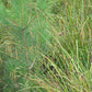 Carex crinita - Fringed sedge - 3" Pot