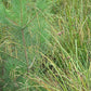 Carex crinita - Fringed sedge
