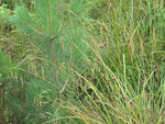 Carex crinita - Fringed sedge - 38 Plug Tray
