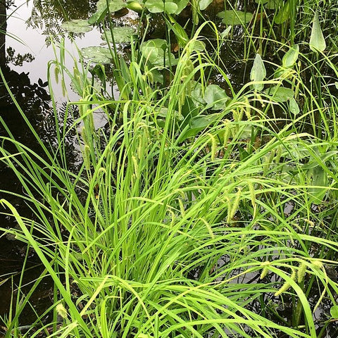 Carex crinita - Fringed sedge - 3" Pot