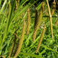 Carex crinita - Fringed sedge - 38 Plug Tray