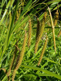 Carex crinita - Fringed sedge - 38 Plug Tray