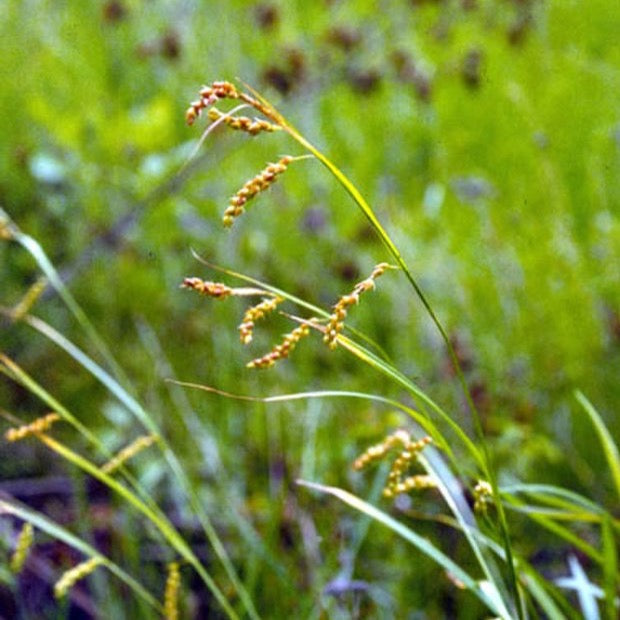 Carex davisii - Awned Graceful Sedge - 38 Plug Tray – New Leaf Natives