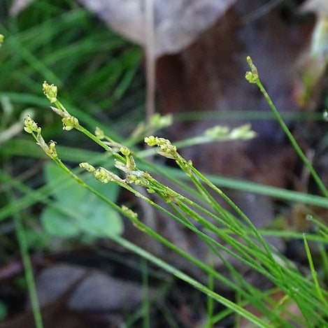 Carex eburnea - Ivory Sedge - 38 Plug Tray