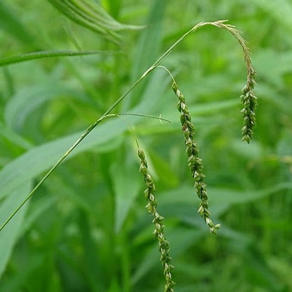 Carex gracillima - Graceful Sedge - 38 Plug Tray