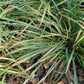 Carex gracillima - Graceful Sedge - 38 Plug Tray