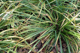 Carex gracillima - Graceful Sedge - 38 Plug Tray