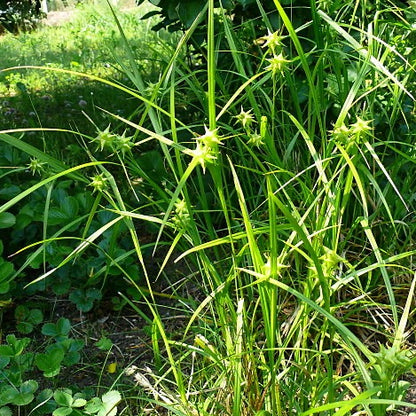 Carex grayi - Common Bur Sedge - 3" Pot