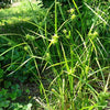 Carex grayi - Common Bur Sedge - 3" Pot