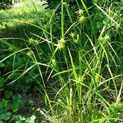 Carex grayi - Common Bur Sedge - 38 Plug Tray