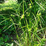Carex grayi - Common Bur Sedge - 38 Plug Tray