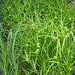 Carex grayi - Common Bur Sedge