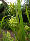 Carex grayi - Common Bur Sedge - 38 Plug Tray