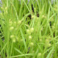 Carex hystericina - Porcupine Sedge - 3" Pot