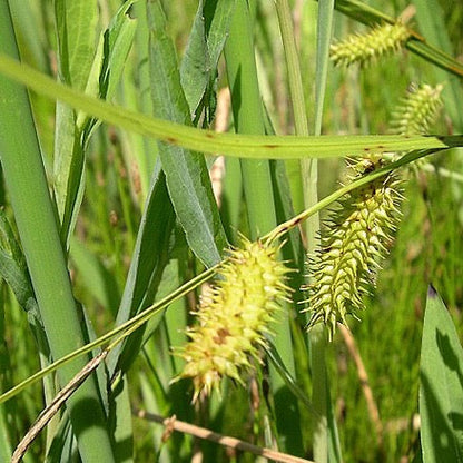 Carex hystericina - Porcupine Sedge - 38 Plug Tray