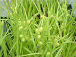 Carex hystericina - Porcupine Sedge - 38 Plug Tray