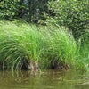 Carex lacustris - Common Lake Sedge