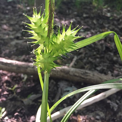 Carex lupulina - Common Hop Sedge - 38 Plug Tray